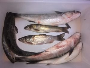 pesca-al-cefalo-alla-foce-del-mingardo